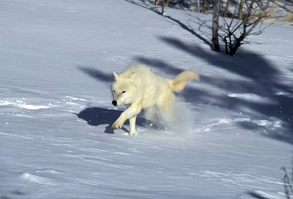 Loup Blanc De La Toundra canis lupus tundrarum — Fotografia de Stock