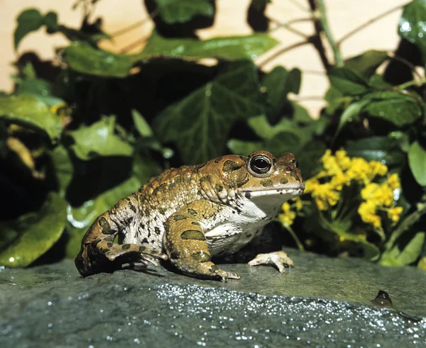 Crapaud Vert bufo viridis — Zdjęcie stockowe