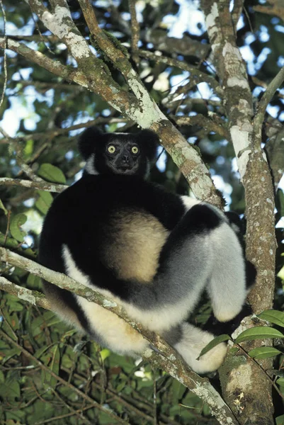 Indri indri-indri — Stock Fotó