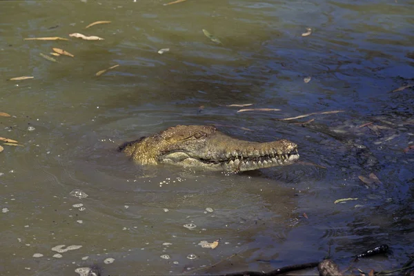 Coccodrillo De Johnston crocodylus johnstoni — Foto Stock