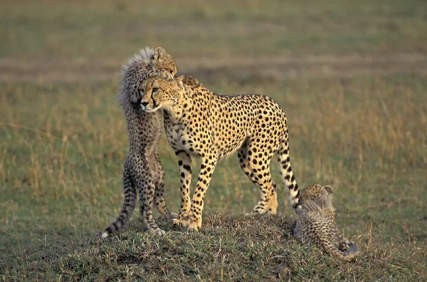 Guepard acinonyx jubatus — Fotografia de Stock