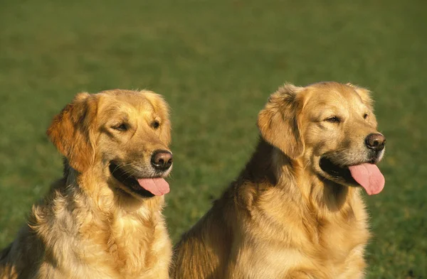 Perro perdiguero de oro — Foto de Stock