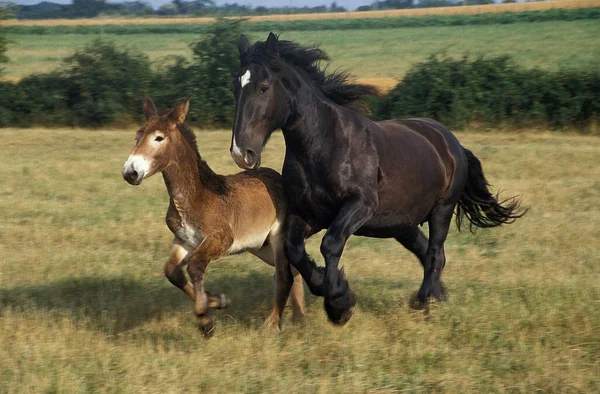 Mulassiere Et Mule — Fotografia de Stock