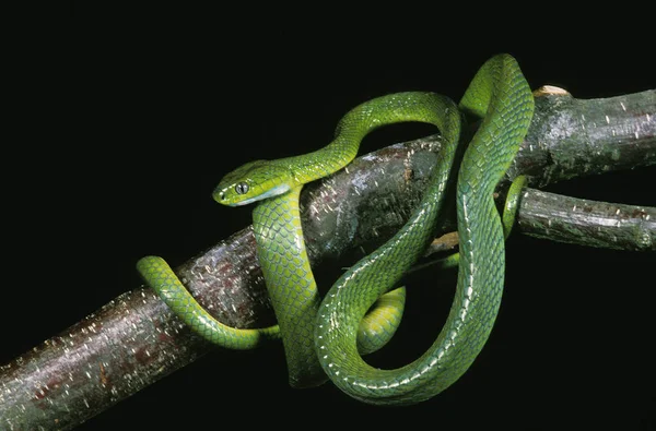 BOIGA VERT boiga cyanea – stockfoto