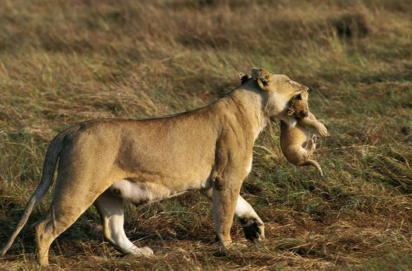 Lejon D 'Afrique panthera leo — Stockfoto