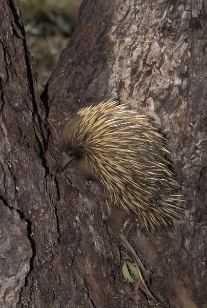 ECHIDNE UN TRIBUNAL DE NEZ tachyglossus aculeatus — Foto de Stock