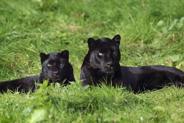 PANTHERE NOIRE panthera pardus