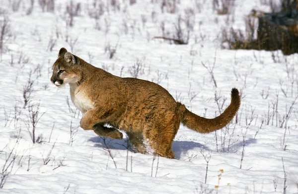 Puma puma concolor — Fotografia de Stock