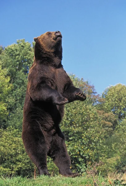 O nosso BRUN ursus arctos — Fotografia de Stock