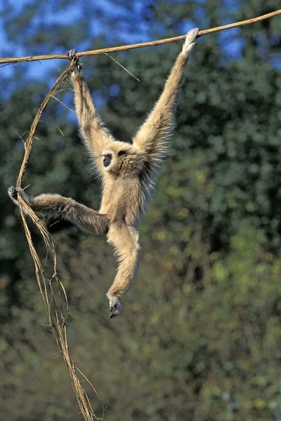 GIBBON A PRINCIPALI BLANCHES hylobates lar — Foto Stock