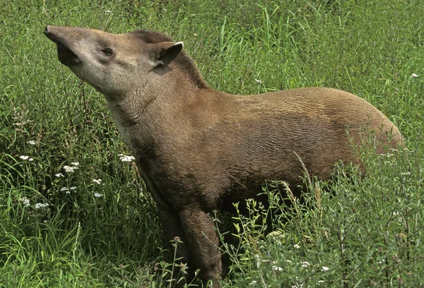 Tapir du Bresil tapirus terrestris — Foto de Stock