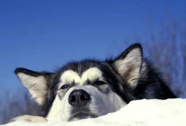 Alaszka malamute — Stock Fotó