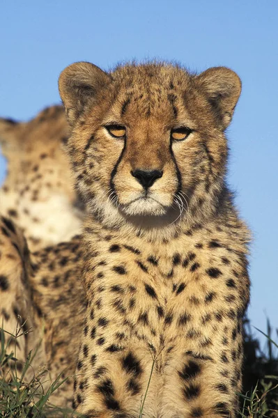 Guepard acinonyx jubatus — Fotografia de Stock