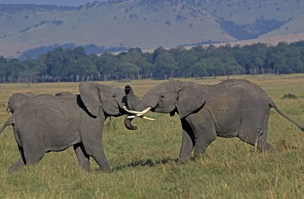 Afrikanischer Elefant loxodonta africana — Stockfoto