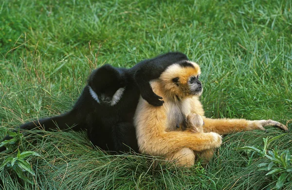Gibbon Noir hylobates concolor — Stockfoto
