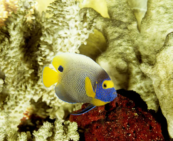 Poisson Ange A Tete Bleue pomacanthus xanthometopon — Foto Stock