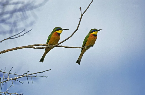 Guepier Nain merops pusillus — Foto Stock