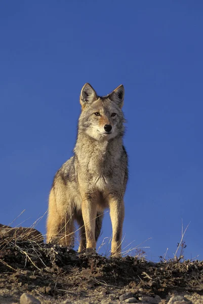 Coyote canis latrans — Stockfoto