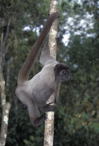 SINGE LAINEUX DE COLOMBIE lagothrix lagothricha lugens — Stock Photo, Image