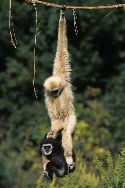 GIBBON A MAINS BLANCHES hylobates lar — Stock Photo, Image