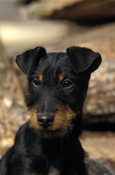 Jagd Terrier — Fotografia de Stock