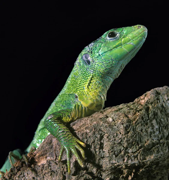 Lezard Vert lacerta viridis — Foto de Stock