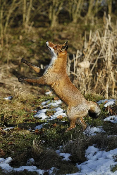 Renard Roux vulpes vulpes — Foto Stock