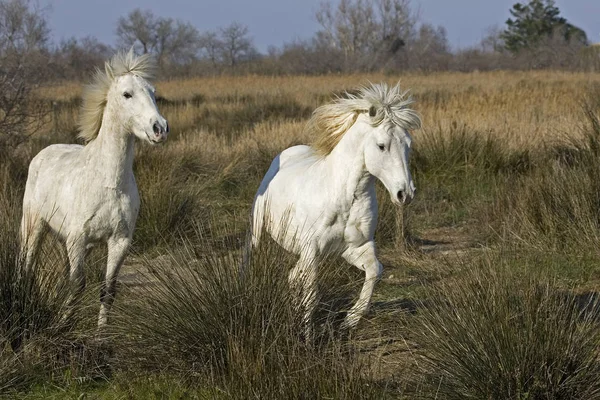 Camarguais — Stok fotoğraf