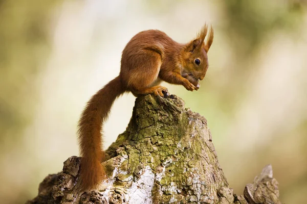 Ecureuil Roux sciurus vulgaris — Fotografia de Stock