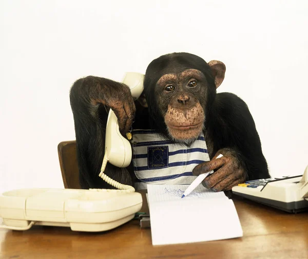 Chimpansees pan troglodieten Humor — Stockfoto