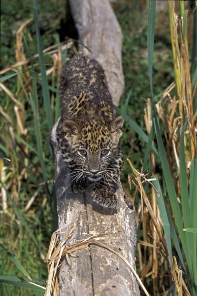 Panthere Leopard panthera pardus — 스톡 사진