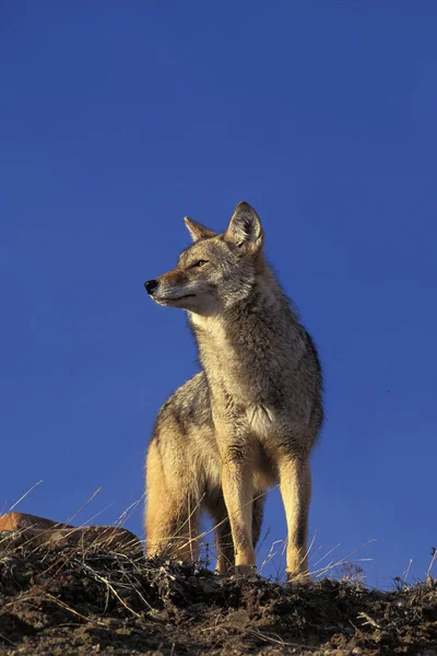 Coyote canis latrans — Stok fotoğraf