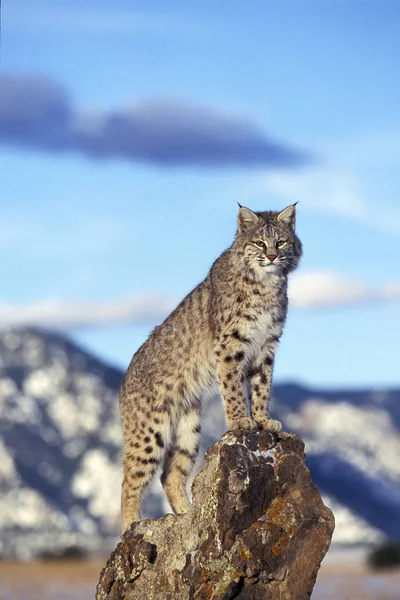 Lynx Roux Bobcat lodjur rufus — Stockfoto