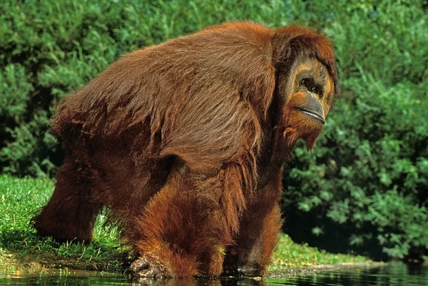 Orángután pongo pygmaeus — Stock Fotó