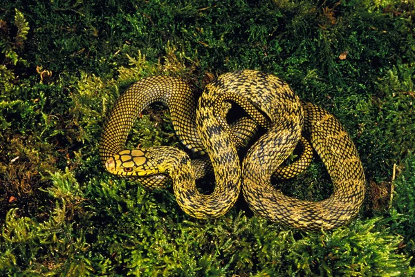 Φίδι Ratier Chinois elaphe carinata — Φωτογραφία Αρχείου
