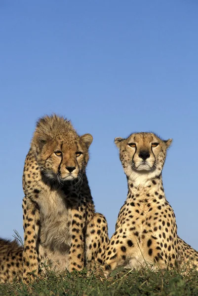 GUEPARD acinonyx fablatus — стоковое фото