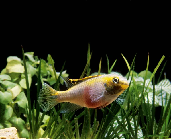 Cichlide Pourpre pelmatochromis kribensis — Photo