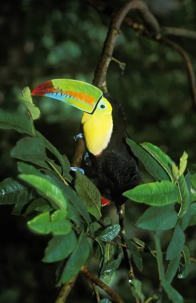 Toucan A Carene ramphastos sulfuratus — Φωτογραφία Αρχείου