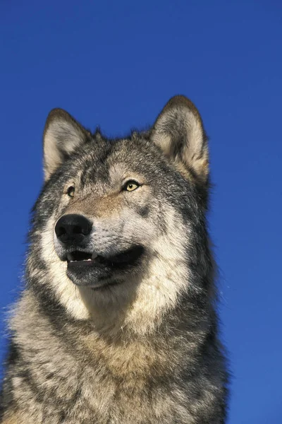 Loup du Canada canis lupus occidentalis — Foto de Stock