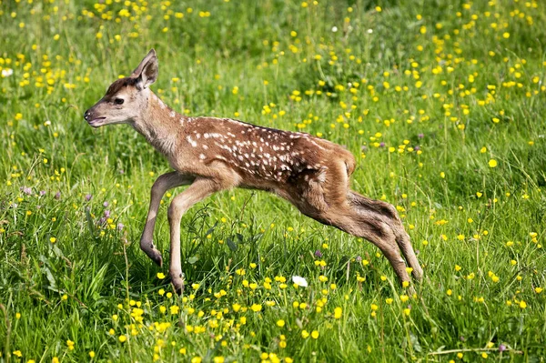 Cerf Rouge cervus elaphus — Stockfoto