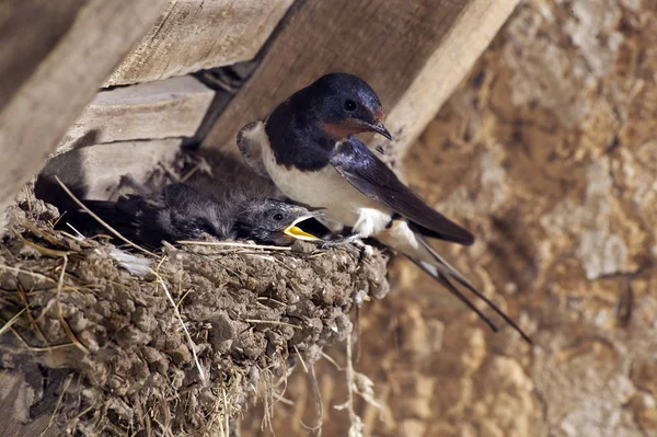 HIRONDELLE DE CHEMINEE hirundo rustica — Stock Photo, Image