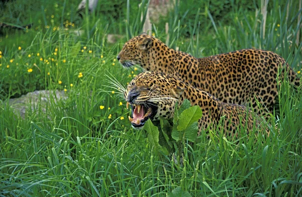 Panthere Leopard panthera pardus — Fotografia de Stock