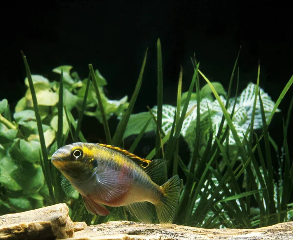 CICHLIDE POURPRE pelmatochromis bensis — стоковое фото