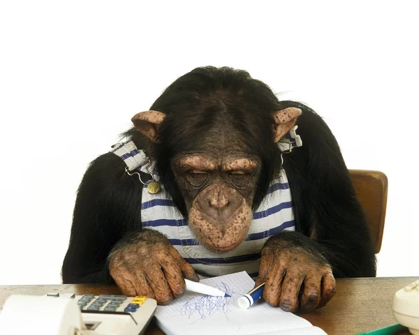 Chimpansees pan troglodieten Humor — Stockfoto