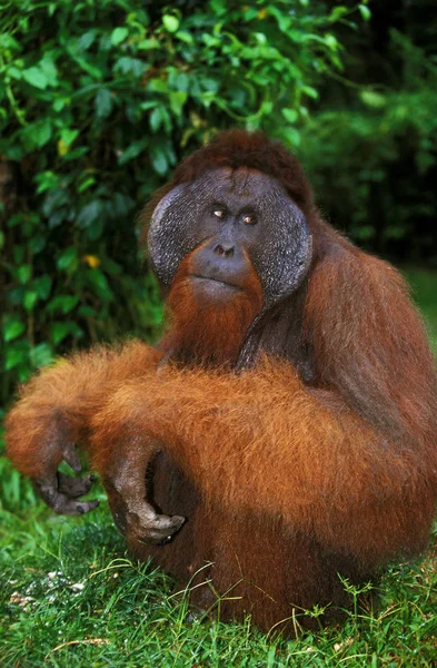 Orang Outan pongo pygmaeus — Fotografia de Stock