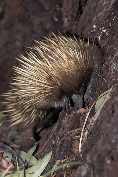 ECHIDNE A NEZ COUR tachyglossus aculeatus — Photo