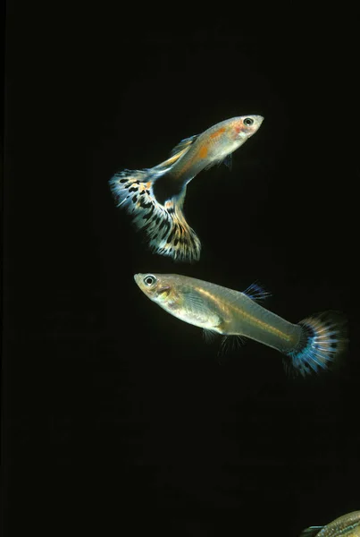 GUPPY poecilia reticulata — Stock Photo, Image