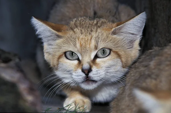 Chat Des Sables felis margarita — стоковое фото