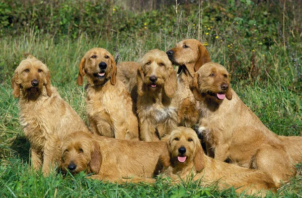 GRIFFON FAUVE DE BRETAGNE — Stock Photo, Image