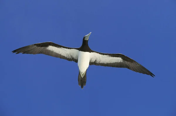 FOU BRUN sula leucogaster — Stockfoto